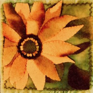Dry Falls Daisy